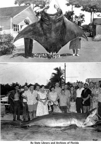 ▲ ⓒ미국 플로리다주 도서관이 공개한 사진 중.