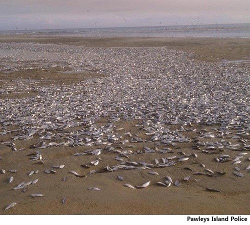 ▲ ⓒ현지 경찰 보도자료 중.