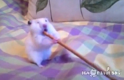 ▲ ⓒ유튜브 영상 중.