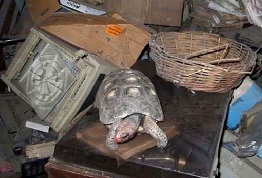 ▲ ⓒ텔라그라프 보도 중.