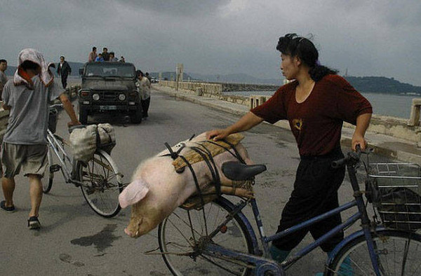 ▲ 산 돼지를 자전거에 싣고 가는 북한 여성.