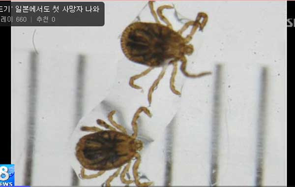 ▲ 일본에서도 지난 31일 살인진드기로 인한 사망자가 생겼다.[사진: sbs 뉴스 화면 캡쳐]