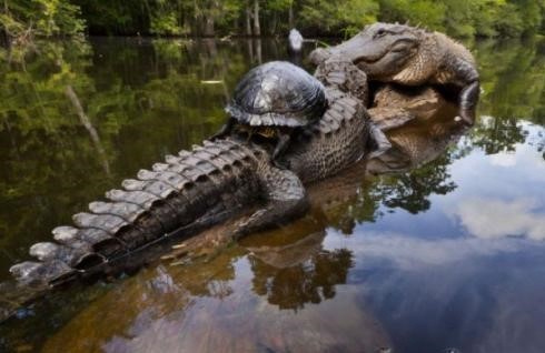 ▲ ⓒ사진작가 맥 스톤이 공개한 사진 중.