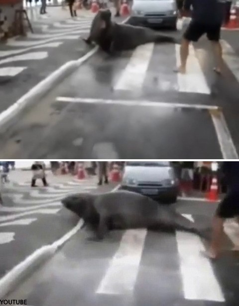 ▲ ⓒ유튜브 영상 중.