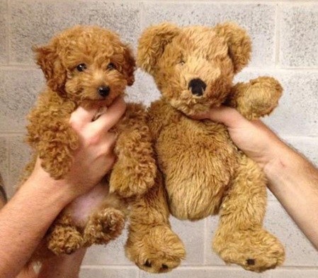 ▲ ⓒ해외 인터넷에 올라온 사진 중.