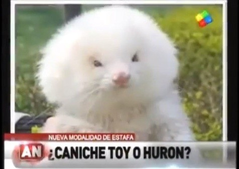 ▲ ⓒ유튜브에 올라온 현지 뉴스 내용 중.