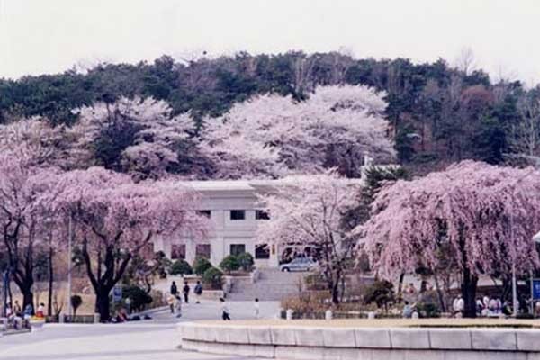 ▲ 서울 현충원에 핀 수양벚꽃. 서울의 숨은 벚꽃명소 중 하나다.