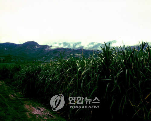 ▲ 초기한국 이민인들이 정착했던 Mokuleia의 사탕수수 농원.  ⓒ 연합뉴스