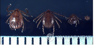 ▲ 국내에 서식하는 '작은소참진드기'의 형태. 왼쪽부터 암컷, 수컷, 약충, 유충. ⓒ 연합뉴스