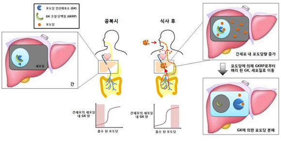 ▲ GK와 GKRP에 의한 간에서의 혈당조절기작 모식도