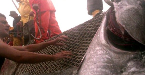 ▲ KBS 다큐멘터리  스틸 컷.