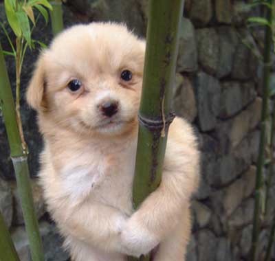 ▲ 한때 디시 인사이드의 '합성필수요소'였던 '개죽이'.