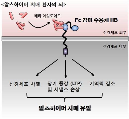 ▲ Fc 감마 수용체 IIB를 통한 알츠하이머 치매 유발 모식도