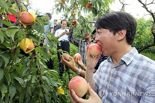 ▲ 무소속 안철수 의원이 지난달 18일 전주의 한 과수원을 방문해 복숭아를 먹고 있다. ⓒ연합뉴스