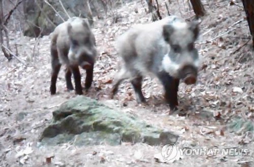 ▲ . 지난해 3월 지리산에 설치한 CCTV에 포착된 멧돼지들.ⓒ연합뉴스
