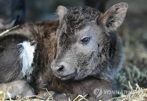 ▲ 사후 복제소 흑올돌이와 흑우순이 사이에서 태어난 '흑우돌이'.ⓒ연합뉴스