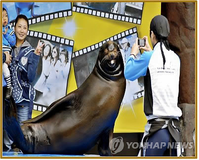 ▲ 캘리포니아 바다사자 '방울이'ⓒ연합뉴스