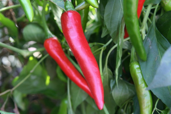 ▲ ⓒ청양군 고추박물관 (http://www.cygochu.kr)