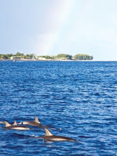 ▲ 모리셔스 섬은 돌고래들이 무리지어 다니는 진풍경을 쉽게 볼 수 있는 천혜의 자연 조건을 타고 났다.