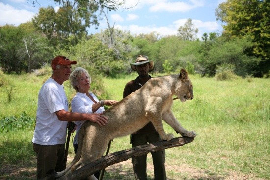 ▲ 사자와 함께 걷는 체험.
