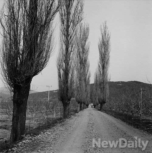 ▲ 미류나무길2-경북청송-1989년 ⓒ권태균