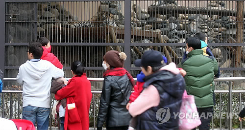 ▲ 24일 서울대공원 시베리아호랑이 임시 사육장인 여우사에서 시민들이 사육사를 공격한 호랑이를 관람하는 모습.ⓒ 연합뉴스