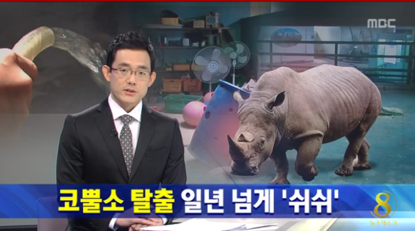 ▲ 작년 8월에 탈주했다가 폐사한 코돌이. ⓒMBC 방송화면