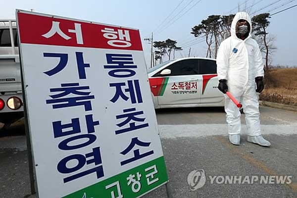 ▲ 전북 고창에서 발생한 고병원성 AI의 확산을 막기위해 방역 중인 공무원들.
