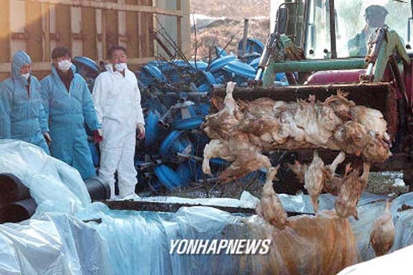 ▲ 2009년 AI 확산 당시 가금류를 대량 살처분하는 모습. [사진: 연합뉴스]