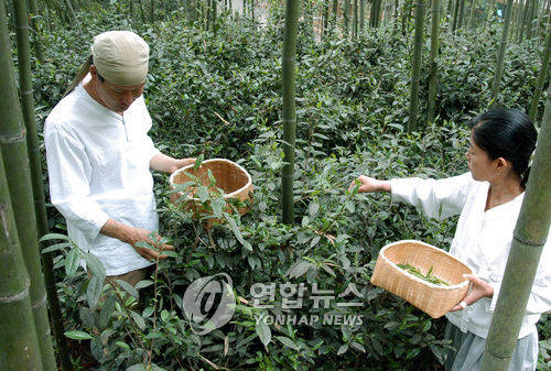 죽녹원(竹綠園)에서 죽로차 수확을 하는 모습 ⓒ연합뉴스 제공