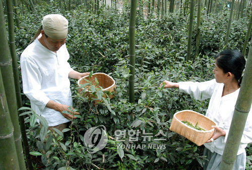 ▲ 죽녹원(竹綠園)에서 죽로차 수확을 하는 모습 ⓒ연합뉴스 제공