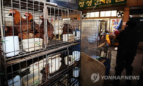 ▲ 방역당국이 AI의 전국 확산을 막기위해 전남.북 광주시 등 호남지역 일대에 '일시 이동중지'(스탠드 스틸)조치가 내려진 가운데 20일 오전 광주 서구 양동시장 일명 '닭전머리'에 밀집한 생닭·오리 판매업소가 썰렁한 모습을 보이고 있다.   ⓒ 연합뉴스