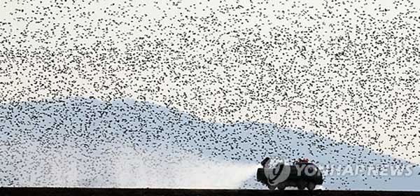 ▲ 지난 23일 충북 지역에서 철새들 사이로 방역작업 중인 차량. 철새들에게는 '이동제한명령'이 통하질 않는다. [사진: 연합뉴스]