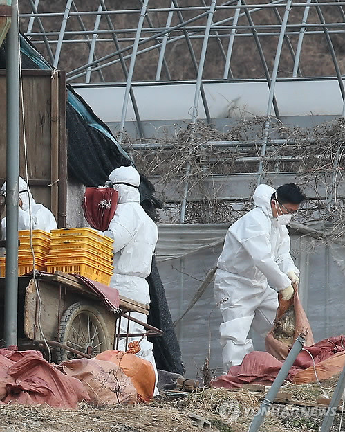 ▲ 29일 오후 조류인플루엔자(AI)로 의심 신고된 경기도 화성의 한 농장 닭을 방역 관계자들이 예방적 살처분하고 있다. ⓒ연합뉴스