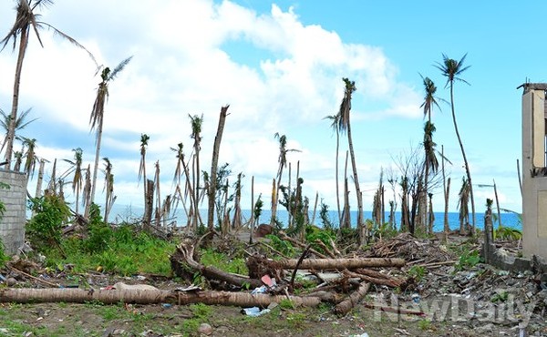 ▲ 타클로반 지역주민들의 주수입원인 코코넛나무. 70%이상이 부러지거나 훼손됐다  ⓒ뉴데일리 정상윤