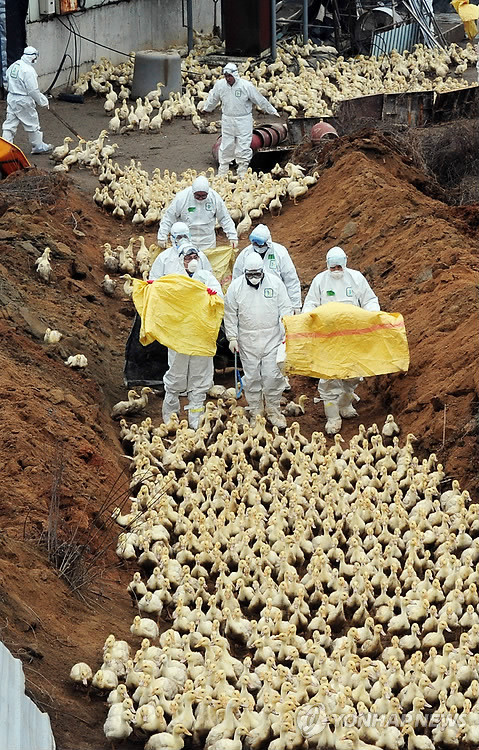 ▲ 지난 1일 충북 진천군에서 두 번째 고병원성 조류인플루엔자(AI) 감염 농가가 확인된 가운데 2일 오후 진천군 이월면 한 오리농가에서 방역 관계자들이 살처분을 위해 오리를 몰고 있다. ⓒ연합뉴스