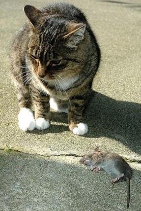 ▲ [남북관계] 고양이 앞에서 죽은 척하고 있는 쥐.