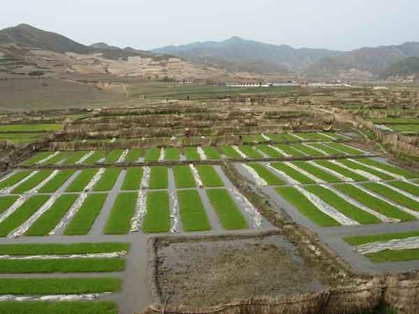 ▲ 봄철 북한의 모내기한 논 모습. 주변 산에는 나무 한 그루 보이지 않는다. 때문에 여름철 비가 내리면 모두 휩쓸려 내려가는 게 다반사다. [사진: 김성일 서울대 교수 제공]
