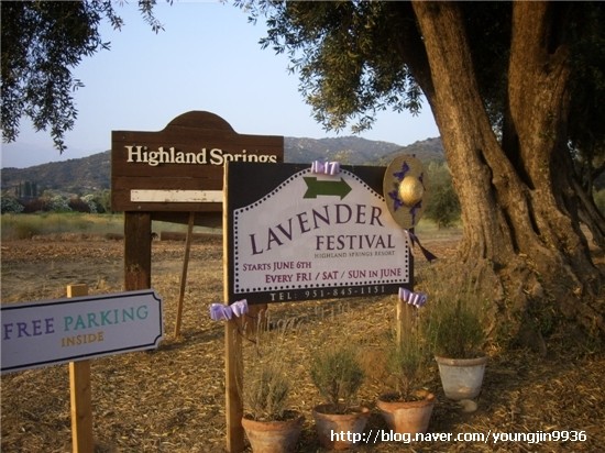 ▲ '아해'의 소유로 돼 있는 미국 캘리포니아 하일랜드 스프링스 리조트에선 매년 6월 유기농 라벤더 페스티벌이 열린다. [사진 출처 = 네이버 블로그 http://blog.naver.com/PostView.nhn?blogId=youngjin9936&logNo=10033878877&widgetTypeCall=true]