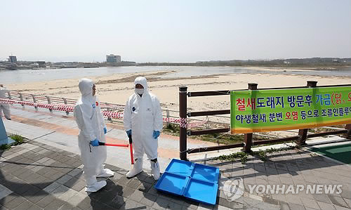 ▲ 지난 8일 강원 강릉시 직원들이 야생철새 분변에서 조류인플루엔자(AI) 바이러스 양성 반응이 나온 남대천 하구 일원에서 통제와 소독 등 긴급방역 작업을 벌이고 있다.  ⓒ 연합뉴스