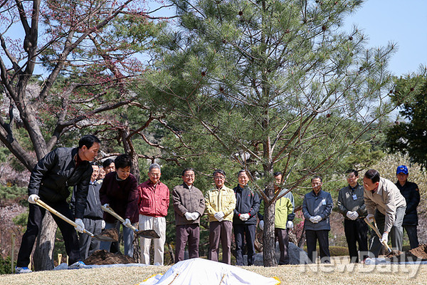 ▲ 지난 식목일 박근혜 대통령이 청와대 수궁터에서 가진 기념식수 행사에서 기념식수목인 정이품송 후계목 뿌리 쪽에 흙을 붓고 있다. 박 대통령 왼쪽엔 김장수 국가안보실장 반대편은 김기춘 청와대 비서실장이다. ⓒ 자료사진