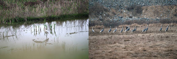 ▲ 천연기념물 제205호, 멸종위기종2급 노랑부리저어새(왼쪽)와 천연기념물 제203호, 멸종위기종2급 재두루미 모습.ⓒ세종참여자치시민연대
