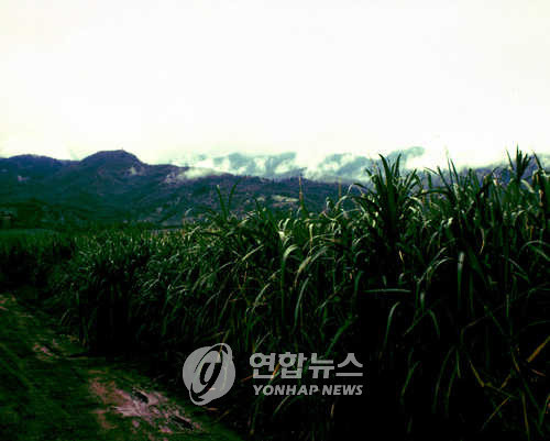 ▲ 초기 한국 이민인들이 정착했던 Mokuleia의 사탕수수 농원.  ⓒ 연합뉴스