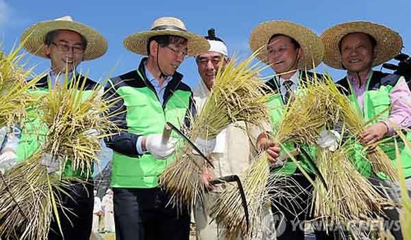 ▲ 서울시청 공무원들과 벼를 수확하는 박원순 시장 ⓒ연합뉴스. 무단전재 및 재배포 금지.