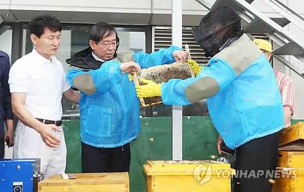 ▲ 서울시청 옥상에서 치던 벌통을 보는 박원순 시장. ⓒ연합뉴스. 무단전재 및 재배포 금지.