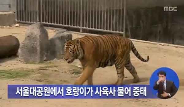 ▲ 서울대공원에서 시베리아 호랑이가 사육사를 물어죽였다. 하지만 박원순 시장은 침묵했다. [사진: 당시 MBC 보도화면 캡쳐]