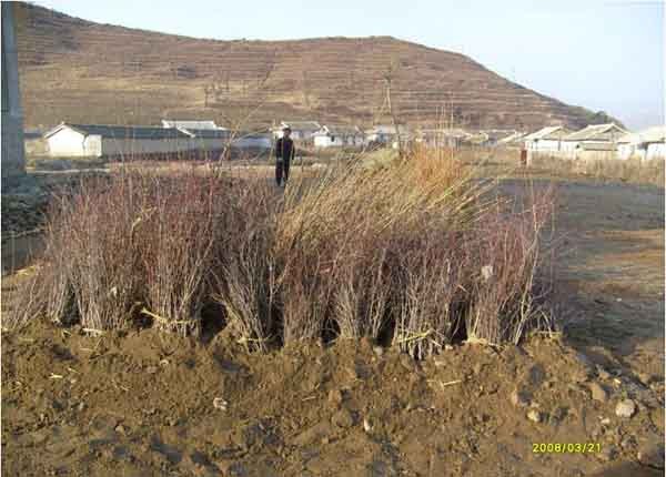 ▲ 북한에 보낼 묘목들을 임시로 저장한 모습. [사진: 김성일 교수 제공]
