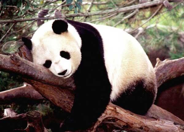 ▲ 시진핑 중국 주석의 방한으로 한반도에서는 판다가 화제다. 남쪽에서는 판다의 귀여운 모습에, 북쪽에서는 시진핑의 상징으로 말이다. [자료사진]