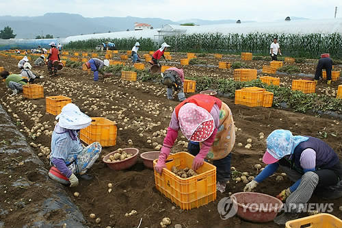▲ 앞으로 임업인도 농어가 목돈마련저축에 가입할 수 있게 된다. 사진은 강원도 한 농가의 감자 수확 모습. ⓒ 연합뉴스