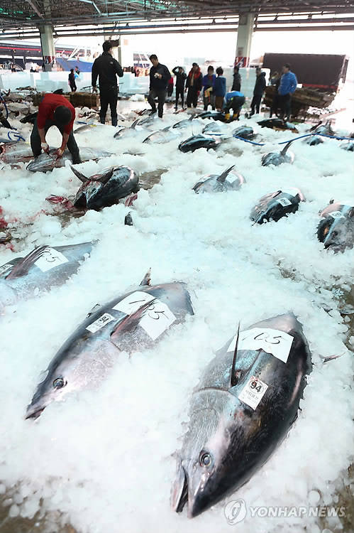 ▲ 경매시장에 나온 참다랑어.ⓒ연합뉴스